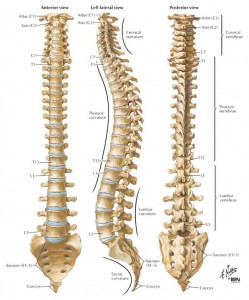 The Spine