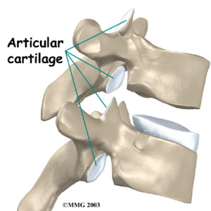 thoracic_facet_joint